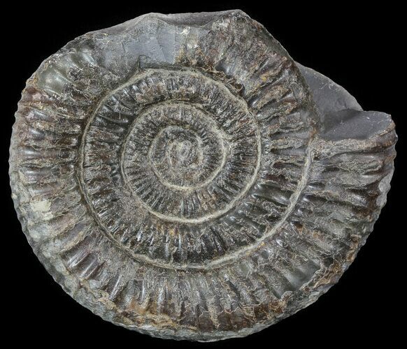 Dactylioceras Ammonite Fossil - England #52648